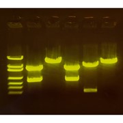 A-maizing Editing: Using CRISPR to Improve Crops